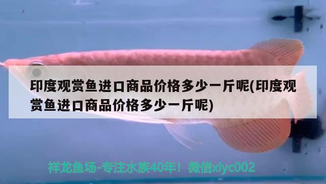 印度观赏鱼进口商品价格多少一斤呢(印度观赏鱼进口商品价格多少一斤呢)