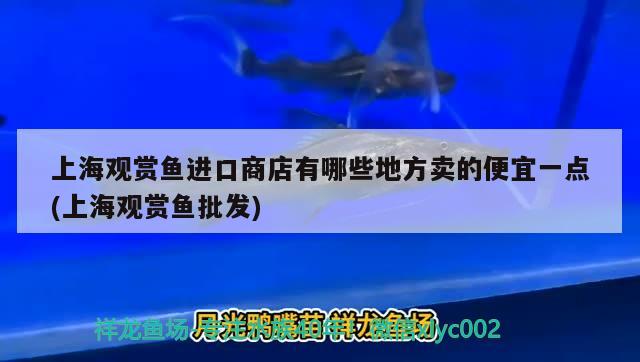 上海观赏鱼进口商店有哪些地方卖的便宜一点(上海观赏鱼批发) 观赏鱼进出口