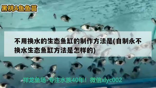 不用换水的生态鱼缸的制作方法是(自制永不换水生态鱼缸方法是怎样的) 黑帝王魟鱼