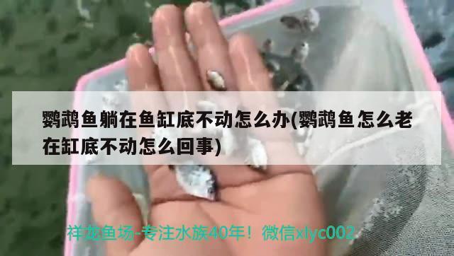 鹦鹉鱼躺在鱼缸底不动怎么办(鹦鹉鱼怎么老在缸底不动怎么回事)