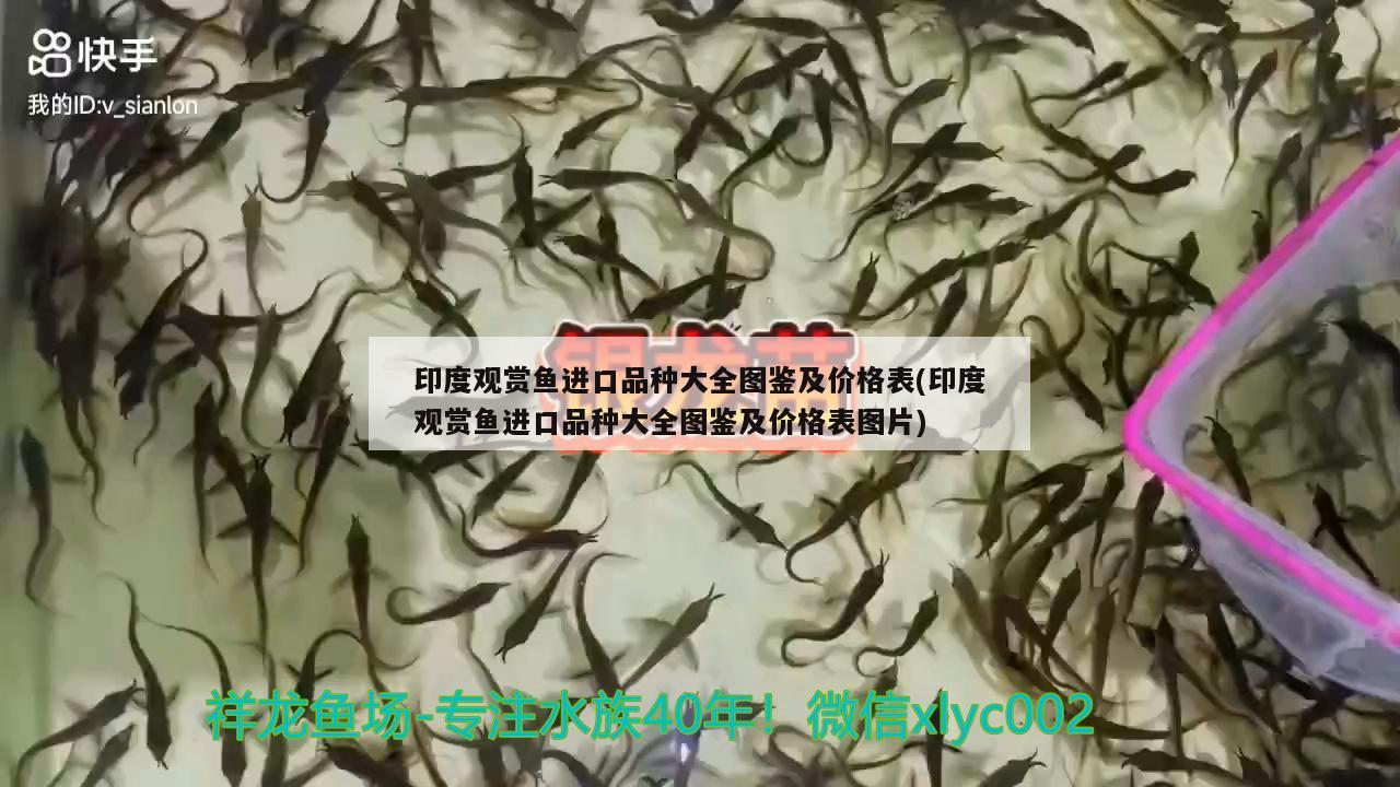 印度观赏鱼进口品种大全图鉴及价格表(印度观赏鱼进口品种大全图鉴及价格表图片) 观赏鱼进出口