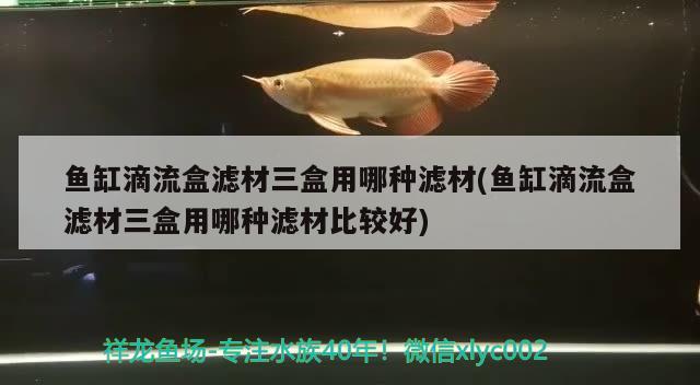 鱼缸滴流盒滤材三盒用哪种滤材(鱼缸滴流盒滤材三盒用哪种滤材比较好) 超血红龙鱼