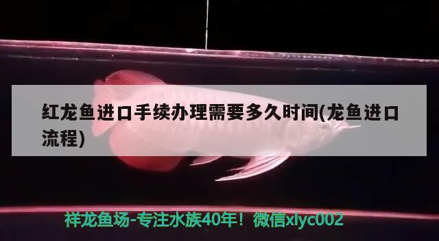 红龙鱼进口手续办理需要多久时间(龙鱼进口流程) 观赏鱼进出口