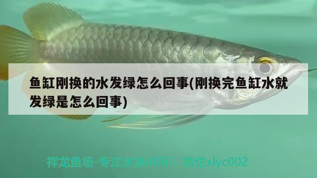 鱼缸刚换的水发绿怎么回事(刚换完鱼缸水就发绿是怎么回事) 红白锦鲤鱼