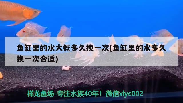 鱼缸里的水大概多久换一次(鱼缸里的水多久换一次合适)