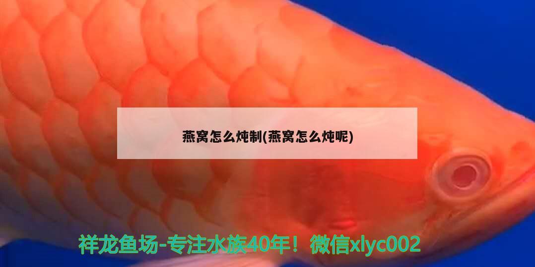 燕窝怎么炖制(燕窝怎么炖呢)