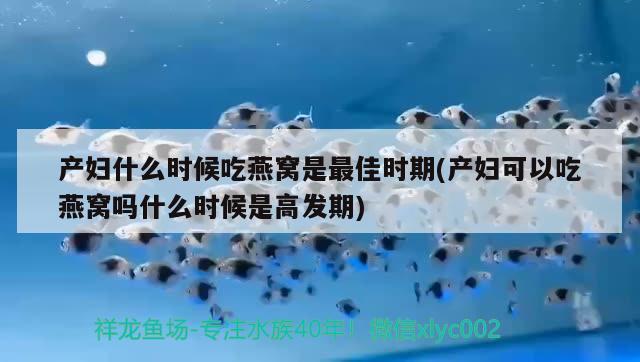 产妇什么时候吃燕窝是最佳时期(产妇可以吃燕窝吗什么时候是高发期)