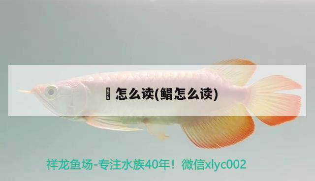 魟怎么读(鲳怎么读) 观赏虾蟹等饲料