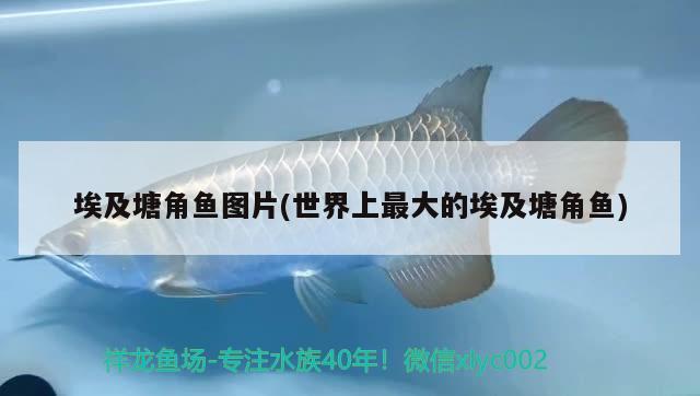 埃及塘角鱼图片(世界上最大的埃及塘角鱼) 2024第28届中国国际宠物水族展览会CIPS（长城宠物展2024 CIPS）