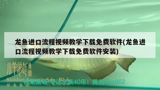 龙鱼进口流程视频教学下载免费软件(龙鱼进口流程视频教学下载免费软件安装) 观赏鱼进出口