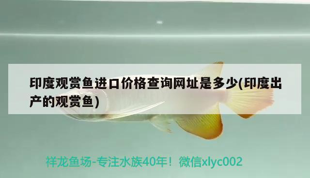 印度观赏鱼进口价格查询网址是多少(印度出产的观赏鱼) 观赏鱼进出口