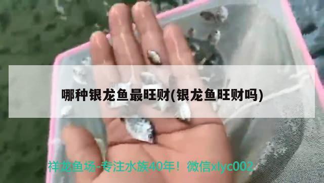 哪种银龙鱼最旺财(银龙鱼旺财吗) 银龙鱼