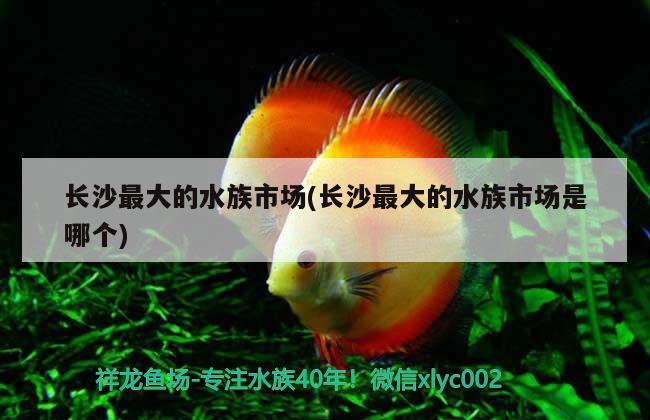 长沙最大的水族市场(长沙最大的水族市场是哪个)