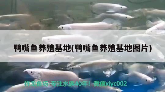 鸭嘴鱼养殖(鸭嘴鱼养殖图片) 充氧泵