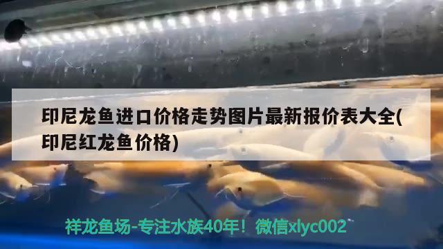 印尼龙鱼进口价格走势图片最新报价表大全(印尼红龙鱼价格)