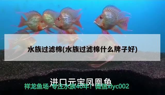 水族过滤棉(水族过滤棉什么牌子好) 水草