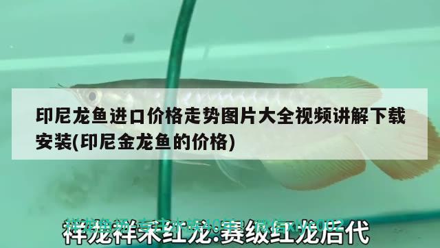 印尼龙鱼进口价格走势图片大全视频讲解下载安装(印尼金龙鱼的价格)