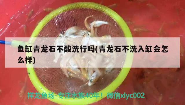 鱼缸青龙石不酸洗行吗(青龙石不洗入缸会怎么样) 细线银版鱼