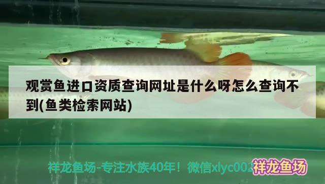 观赏鱼进口资质查询网址是什么呀怎么查询不到(鱼类检索网站) 观赏鱼进出口