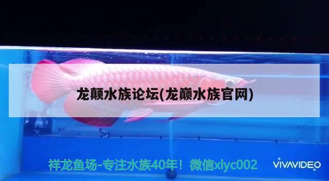 龙颠水族论坛(龙巅水族官网) 黄金梦幻雷龙鱼