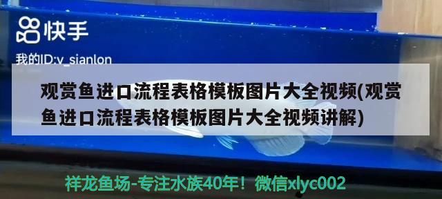 观赏鱼进口流程表格模板图片大全视频(观赏鱼进口流程表格模板图片大全视频讲解) 观赏鱼进出口