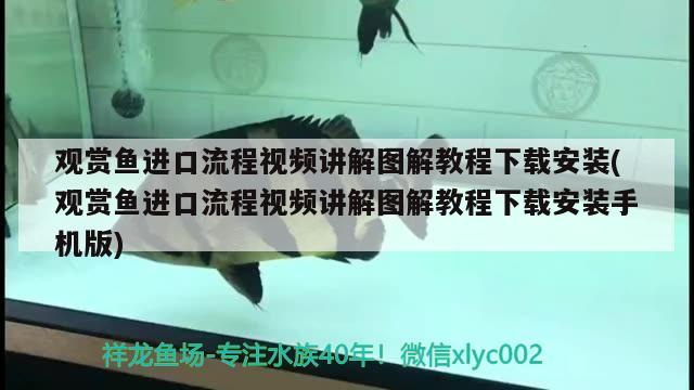 观赏鱼进口流程视频讲解图解教程下载安装(观赏鱼进口流程视频讲解图解教程下载安装手机版) 观赏鱼进出口