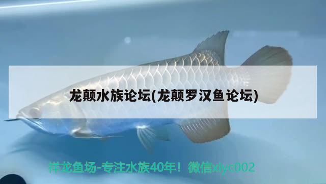 龙颠水族论坛(龙颠罗汉鱼论坛) 罗汉鱼