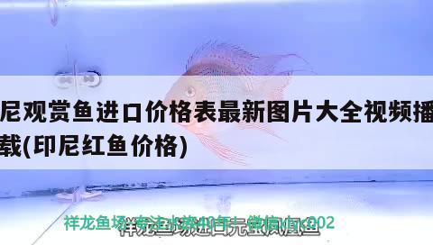 印尼观赏鱼进口价格表最新图片大全视频播放下载(印尼红鱼价格) 观赏鱼进出口