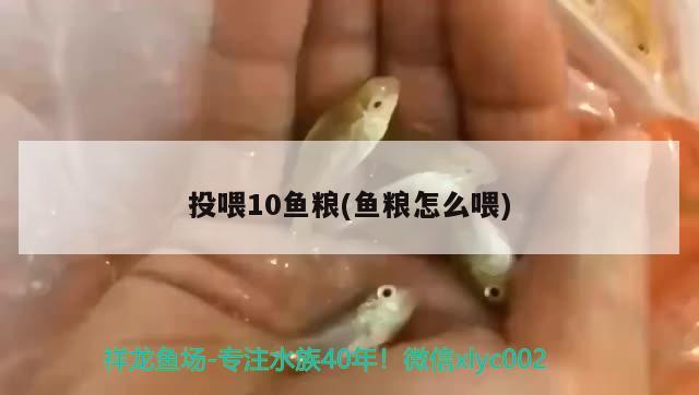 投喂10鱼粮(鱼粮怎么喂) 黄金斑马鱼