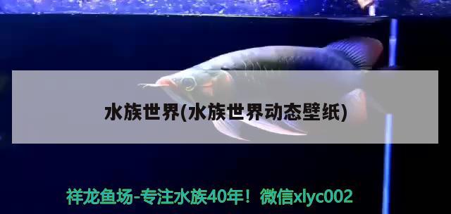 水族世界(水族世界动态壁纸) 祥龙水族医院