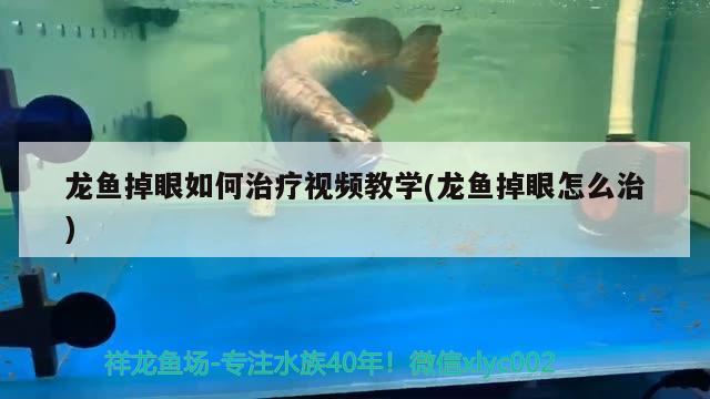 龙鱼掉眼如何治疗视频教学(龙鱼掉眼怎么治) 红眼黄化幽灵火箭鱼|皇家火箭鱼