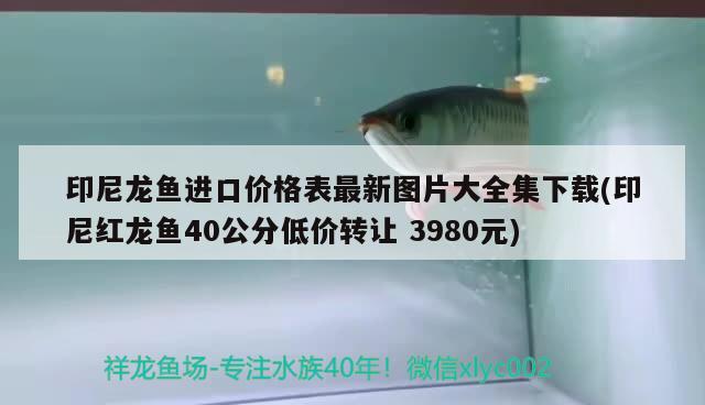 印尼龙鱼进口价格表最新图片大全集下载(印尼红龙鱼40公分低价转让3980元) 印尼红龙鱼