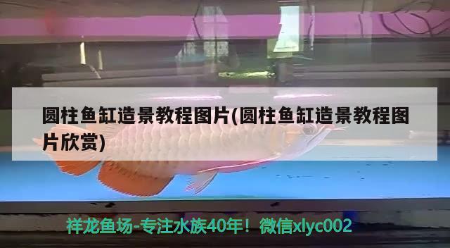 圆柱鱼缸造景教程图片(圆柱鱼缸造景教程图片欣赏) 水族用品