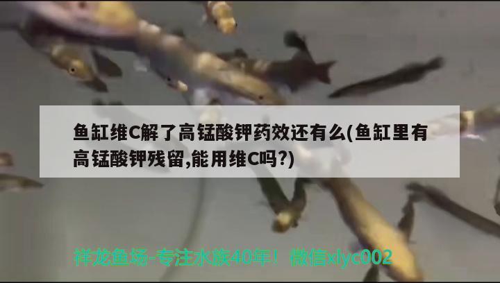 鱼缸维C解了高锰酸钾药效还有么(鱼缸里有高锰酸钾残留,能用维C吗?) 泰国雪鲫鱼