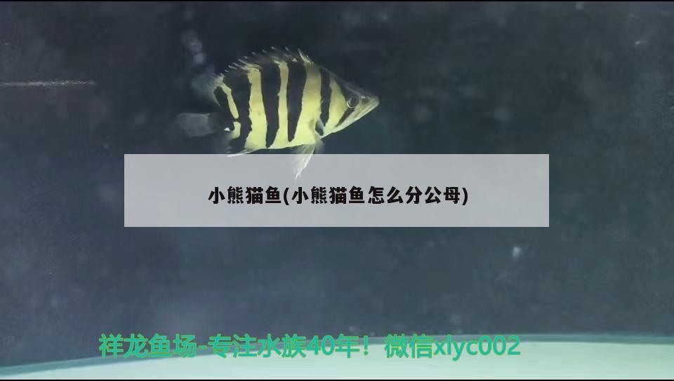 小熊猫鱼(小熊猫鱼怎么分公母) 祥龙水族医院