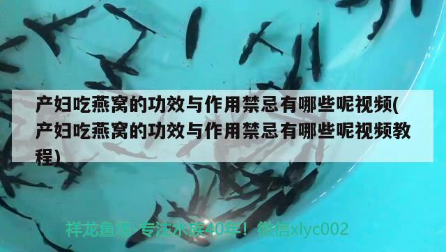 产妇吃燕窝的功效与作用禁忌有哪些呢视频(产妇吃燕窝的功效与作用禁忌有哪些呢视频教程) 马来西亚燕窝