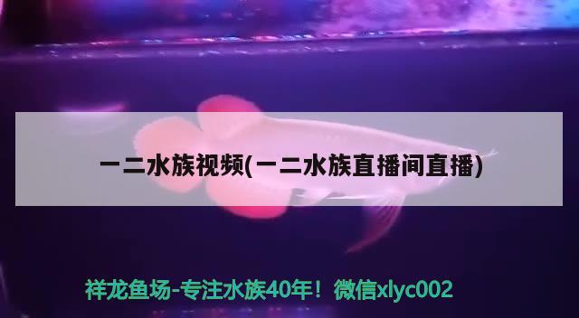 一二水族视频(一二水族直播间直播) 冲氧泵