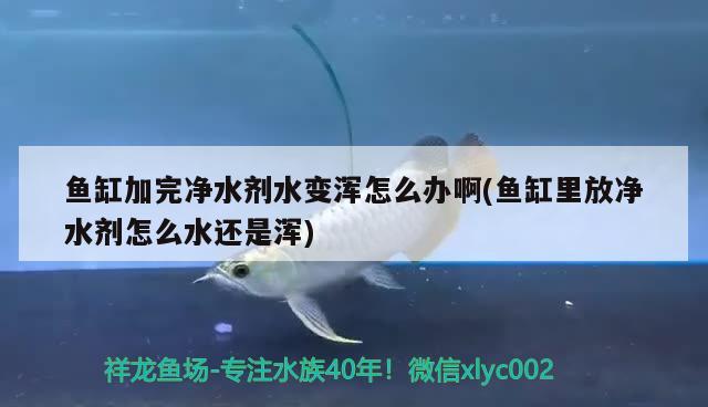 鱼缸加完净水剂水变浑怎么办啊(鱼缸里放净水剂怎么水还是浑) 杀菌消毒设备