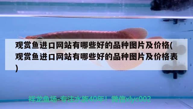 观赏鱼进口网站有哪些好的品种图片及价格(观赏鱼进口网站有哪些好的品种图片及价格表)