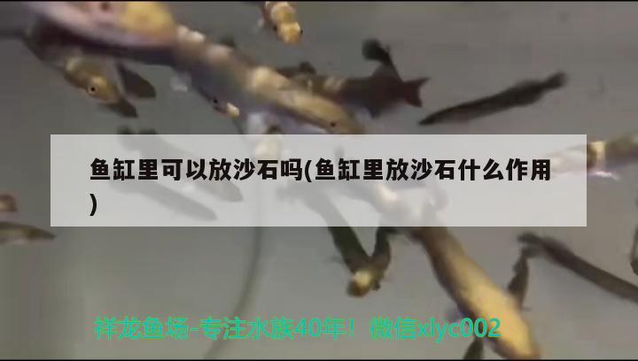 鱼缸里可以放沙石吗(鱼缸里放沙石什么作用) 元宝凤凰鱼专用鱼粮