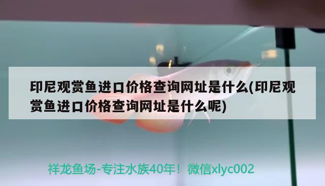 印尼观赏鱼进口价格查询网址是什么(印尼观赏鱼进口价格查询网址是什么呢)