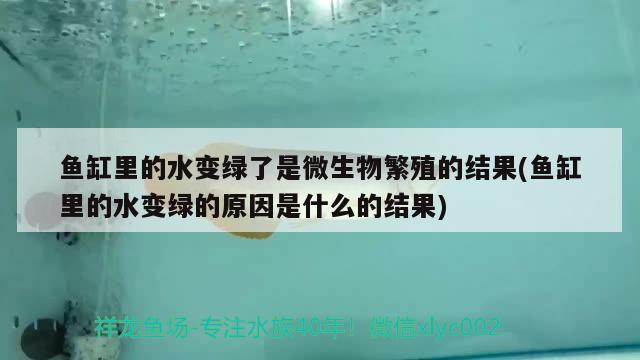 鱼缸里的水变绿了是微生物繁殖的结果(鱼缸里的水变绿的原因是什么的结果) 喷点菠萝鱼