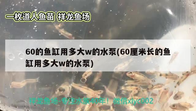 60的鱼缸用多大w的水泵(60厘米长的鱼缸用多大w的水泵) 七彩神仙鱼