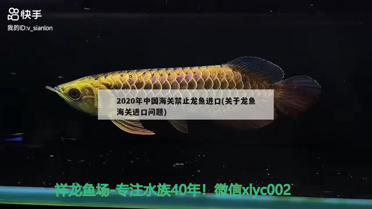 2020年中国海关禁止龙鱼进口(关于龙鱼海关进口问题) 观赏鱼进出口