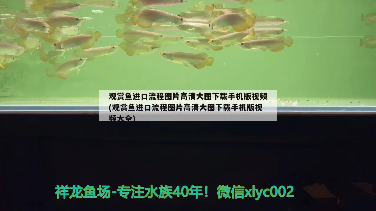 观赏鱼进口流程图片高清大图下载手机版视频(观赏鱼进口流程图片高清大图下载手机版视频大全)