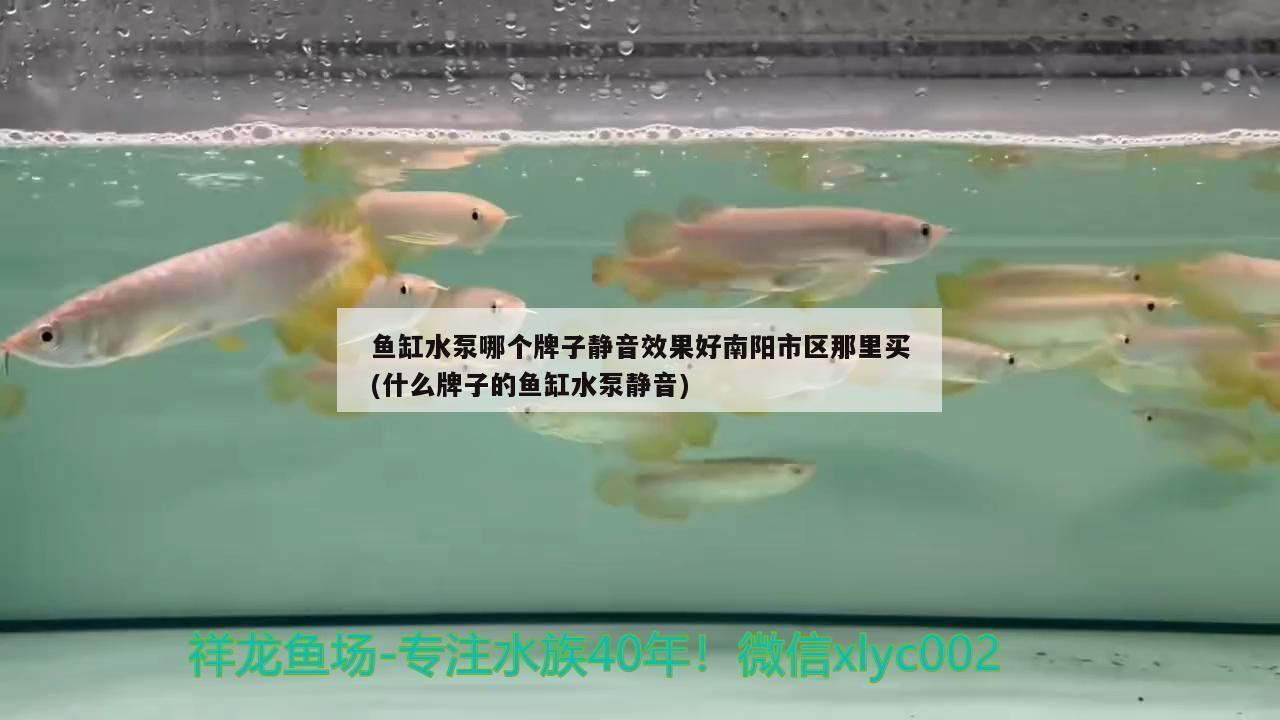 鱼缸水泵哪个牌子静音效果好南阳市区那里买(什么牌子的鱼缸水泵静音)