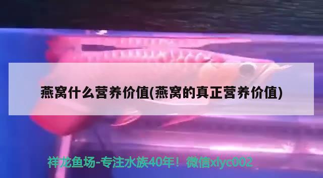 燕窝什么营养价值(燕窝的真正营养价值)