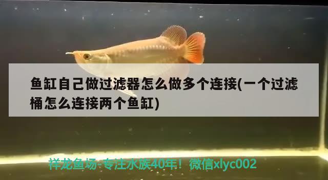 鱼缸自己做过滤器怎么做多个连接(一个过滤桶怎么连接两个鱼缸) 观赏鱼水族批发市场