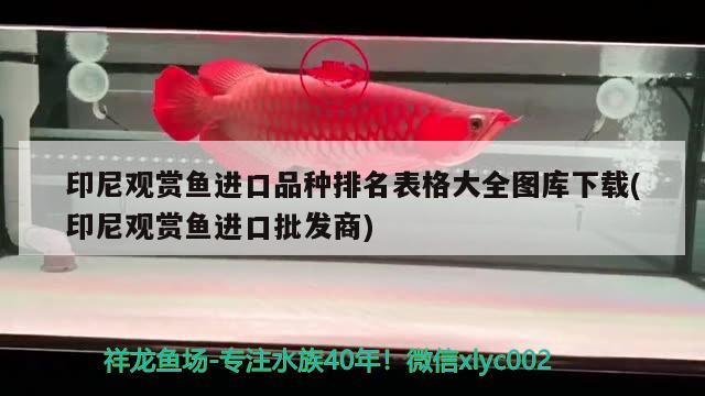 印尼观赏鱼进口品种排名表格大全图库下载(印尼观赏鱼进口批发商) 观赏鱼进出口