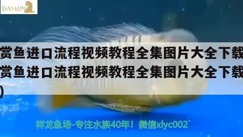 观赏鱼进口流程视频教程全集图片大全下载(观赏鱼进口流程视频教程全集图片大全下载安装) 观赏鱼进出口